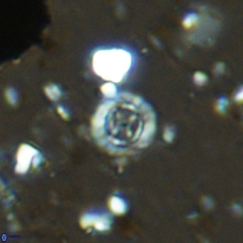Prediscosphaera columnata VR 14501