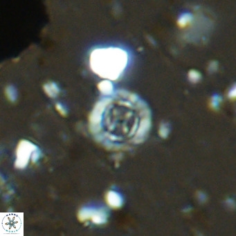 Prediscosphaera columnata VR 14501