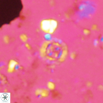 Prediscosphaera columnata VR 14502