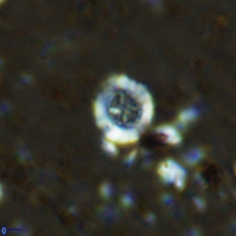 Prediscosphaera columnata VR 12213