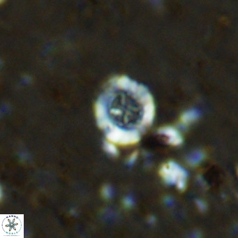 Prediscosphaera columnata VR 12213