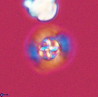Prediscosphaera columnata 13594
