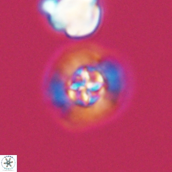 Prediscosphaera columnata 13594