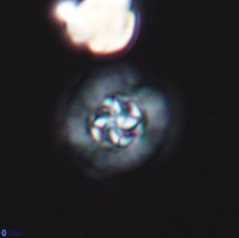 Prediscosphaera columnata 13595