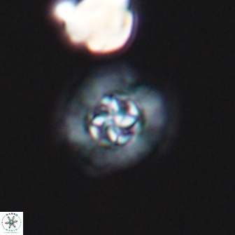 Prediscosphaera columnata 13595