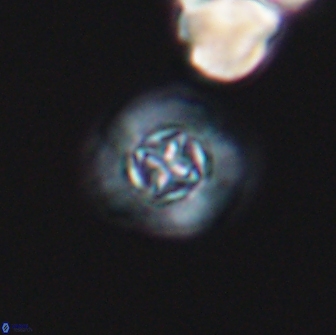 Prediscosphaera columnata 13597