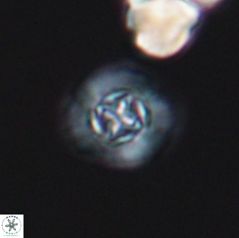 Prediscosphaera columnata 13597