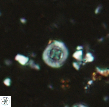 Prediscosphaera columnata 2253