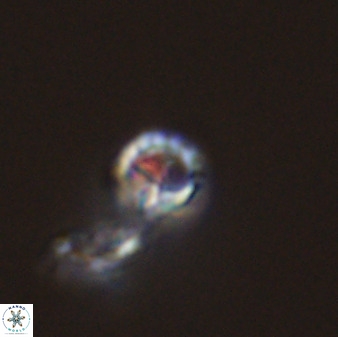 Prediscosphaera columnata 42026