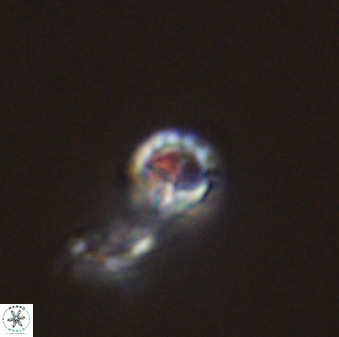 Prediscosphaera columnata 42028
