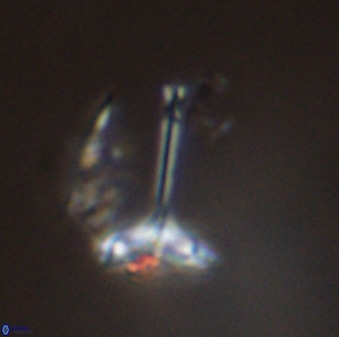 Prediscosphaera columnata 42029