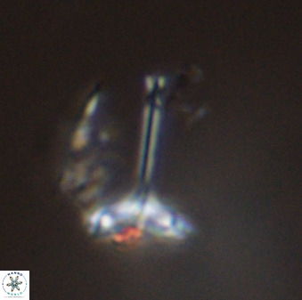 Prediscosphaera columnata 42029