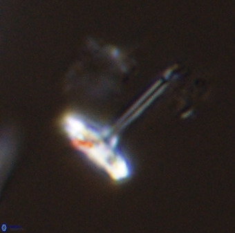 Prediscosphaera columnata 42034