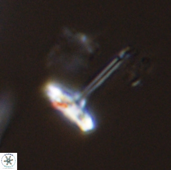 Prediscosphaera columnata 42034