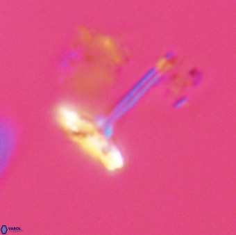 Prediscosphaera columnata 42035