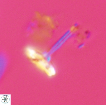 Prediscosphaera columnata 42035
