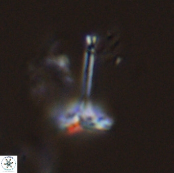 Prediscosphaera columnata 42036