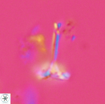 Prediscosphaera columnata 42037