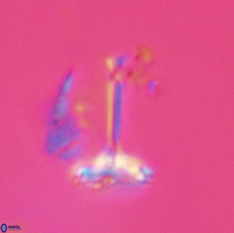 Prediscosphaera columnata 42030