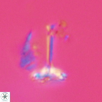 Prediscosphaera columnata 42030