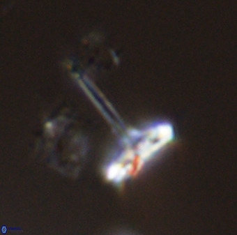 Prediscosphaera columnata 42033