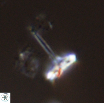 Prediscosphaera columnata 42033
