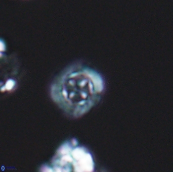 Prediscosphaera columnata 8077