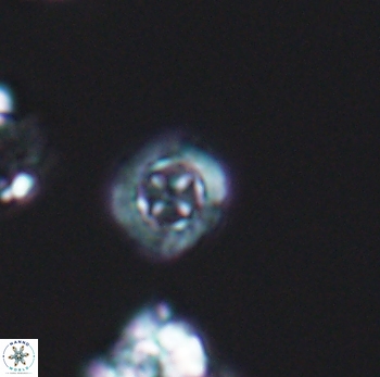 Prediscosphaera columnata 8077