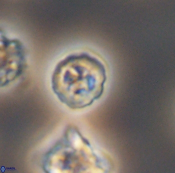 Prediscosphaera columnata 8078