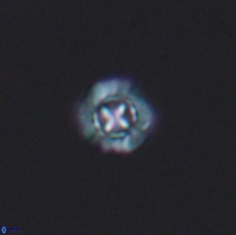 Prediscosphaera columnata 8353