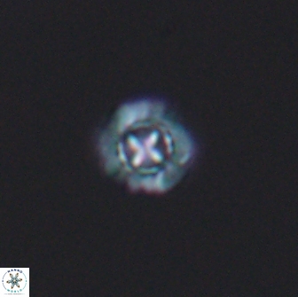 Prediscosphaera columnata 8353