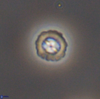 Prediscosphaera columnata 8355