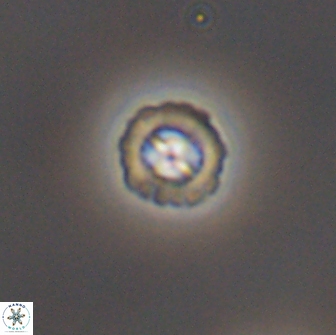 Prediscosphaera columnata 8355