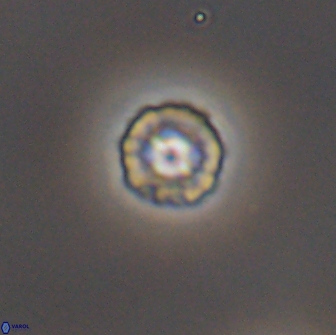 Prediscosphaera columnata 8356