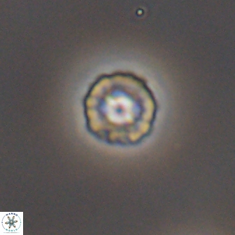 Prediscosphaera columnata 8356