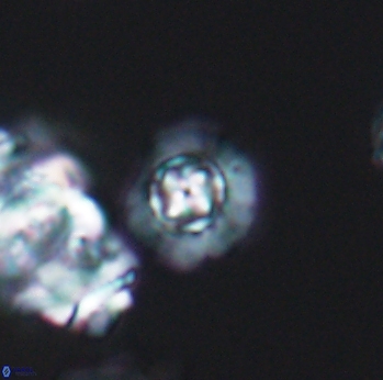 Prediscosphaera catinus 8059