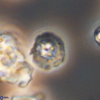 Prediscosphaera catinus 8061
