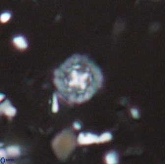 Prediscosphaera catinus 17314