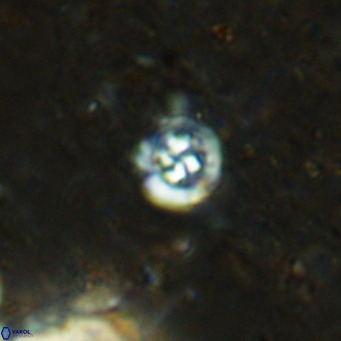 Prediscosphaera catinus VR 15762