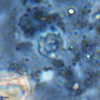 Prediscosphaera catinus VR 15773