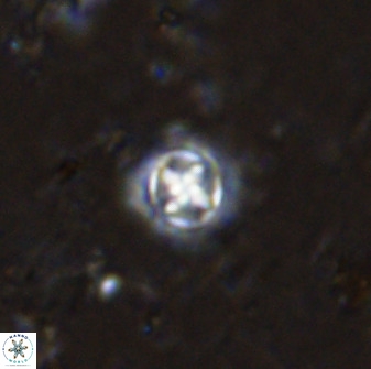 Prediscosphaera cantabrigensis 35895