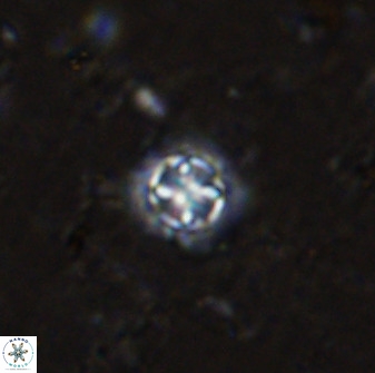 Prediscosphaera cantabrigensis 35898