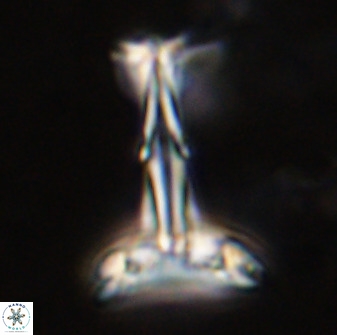 Prediscosphaera cantabrigensis 41095