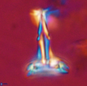 Prediscosphaera cantabrigensis 41096