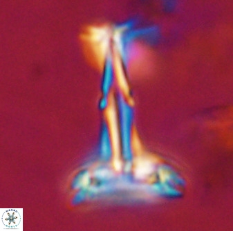 Prediscosphaera cantabrigensis 41096