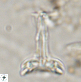 Prediscosphaera cantabrigensis 41097