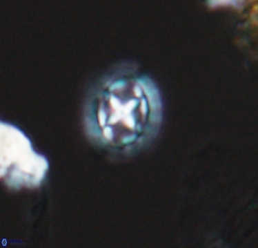 Prediscosphaera cretacea 10408