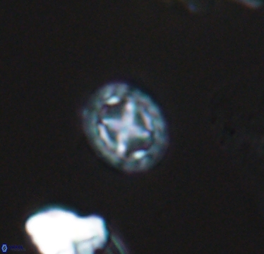 Prediscosphaera cretacea 10410