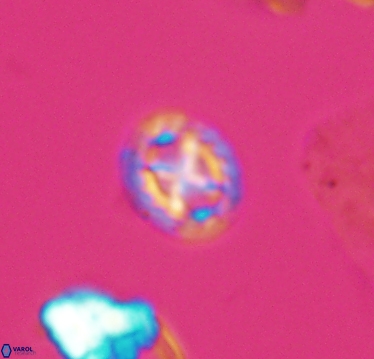 Prediscosphaera cretacea 10411