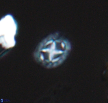 Prediscosphaera cretacea 10412